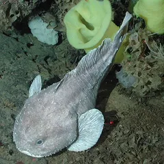 Blobfish