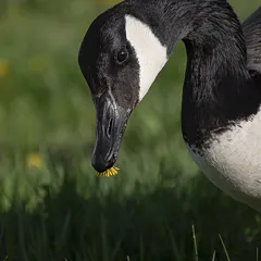 Canada Goose