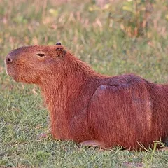 Capybara