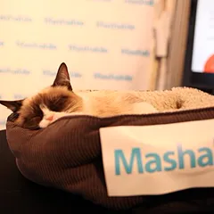 Grumpy Cat