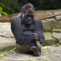 Harambe