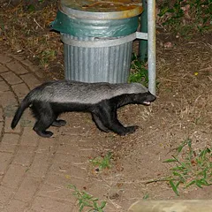 Honey Badger