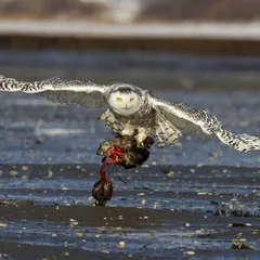 O RLY? Owl