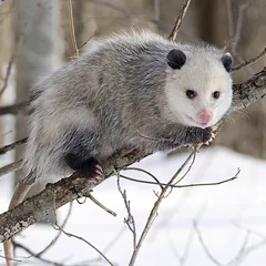 Possum