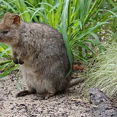 Quokka