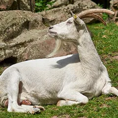 Screaming Goat