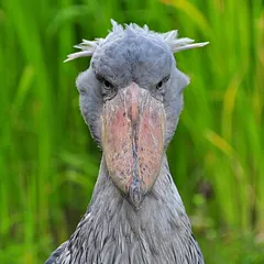 Shoebill
