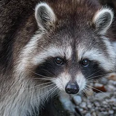 Trash Panda